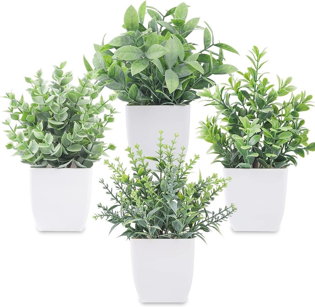 Green indoor plants in white pots for home decor.