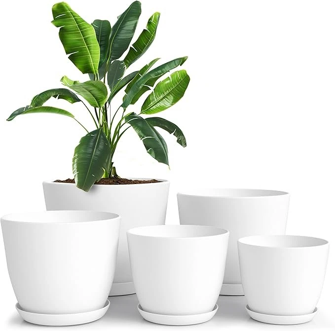 Indoor houseplant in stylish white pots for home decor.